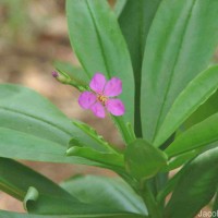 Talinum fruticosum (L.) Juss.